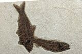 Two Detailed Fossil Fish (Knightia) - Wyoming #292519-1